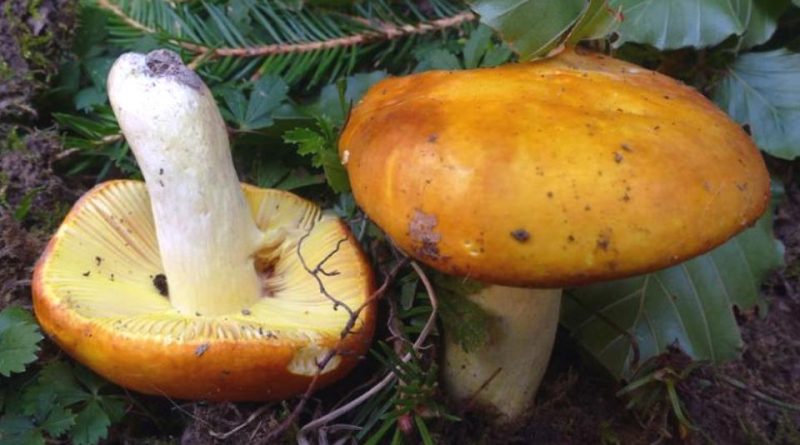 Russula aurea