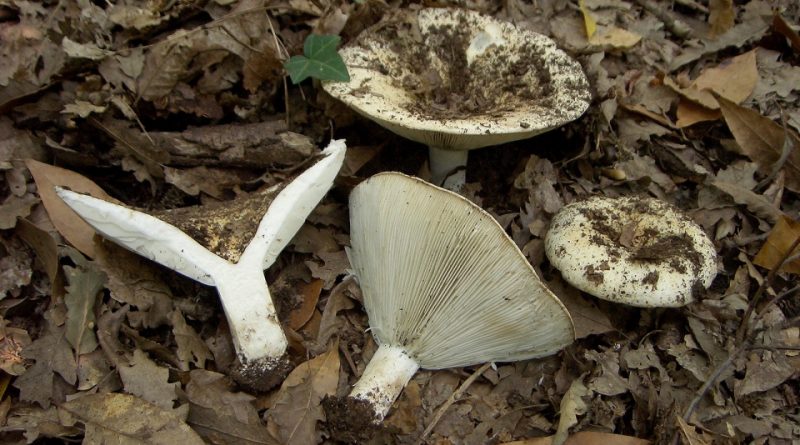 Russula chloroides