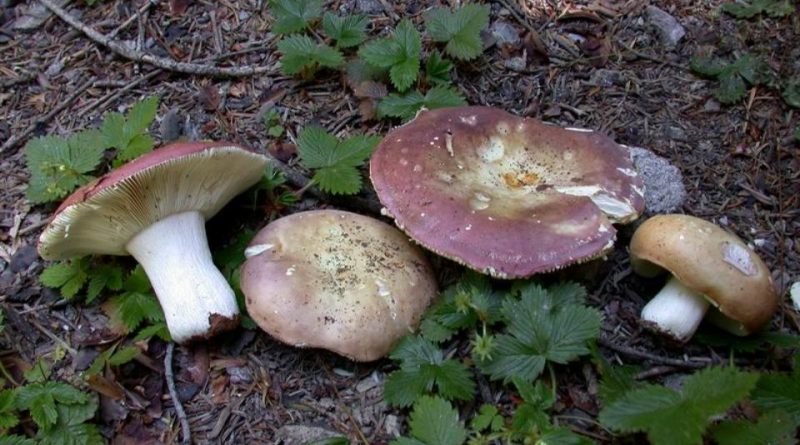 Russula curtipes