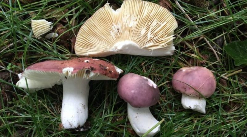 Russula cyanoxantha