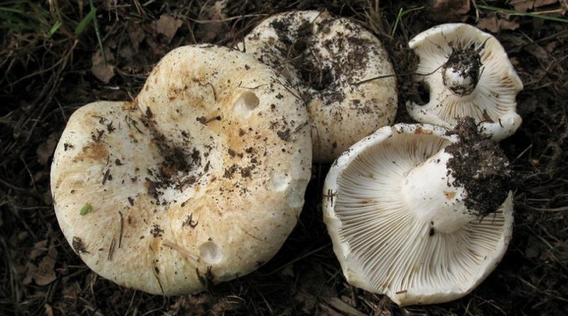 Russula delica