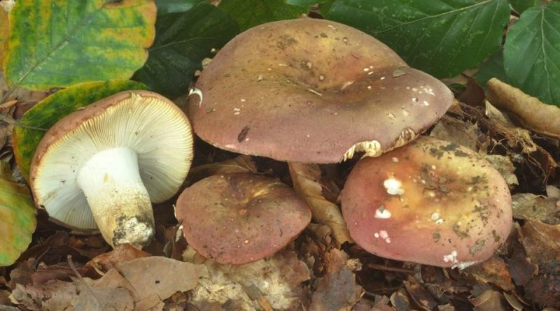 Russula faginea