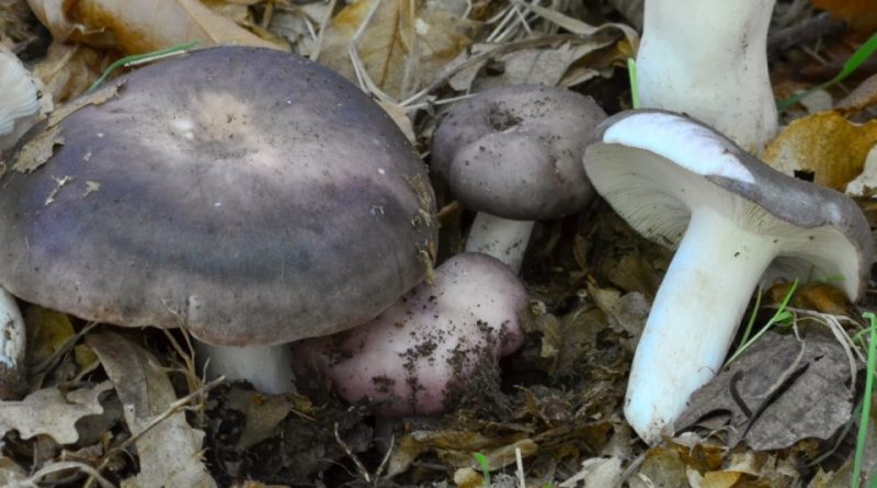 Russula grisea