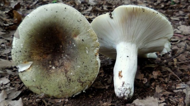 Russula heterophylla