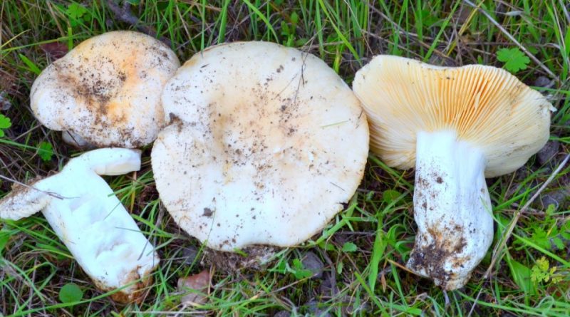 Russula ilicis