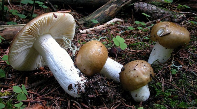 Russula integra