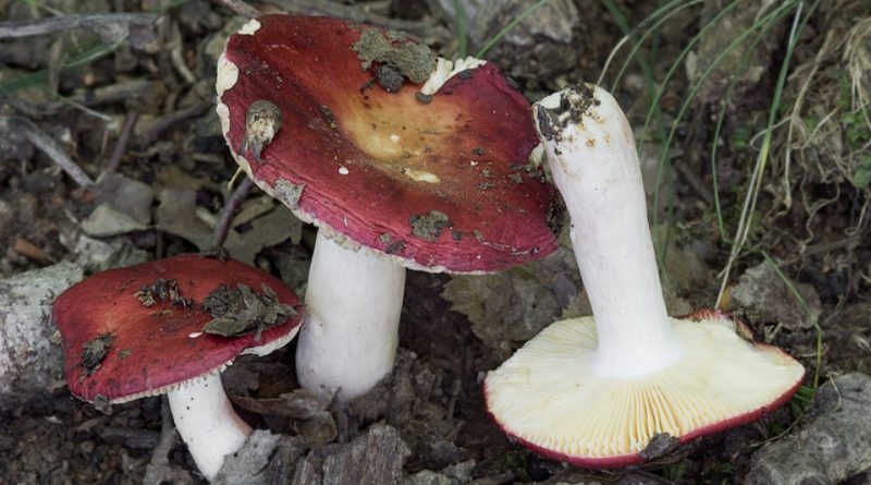 Russula laeta