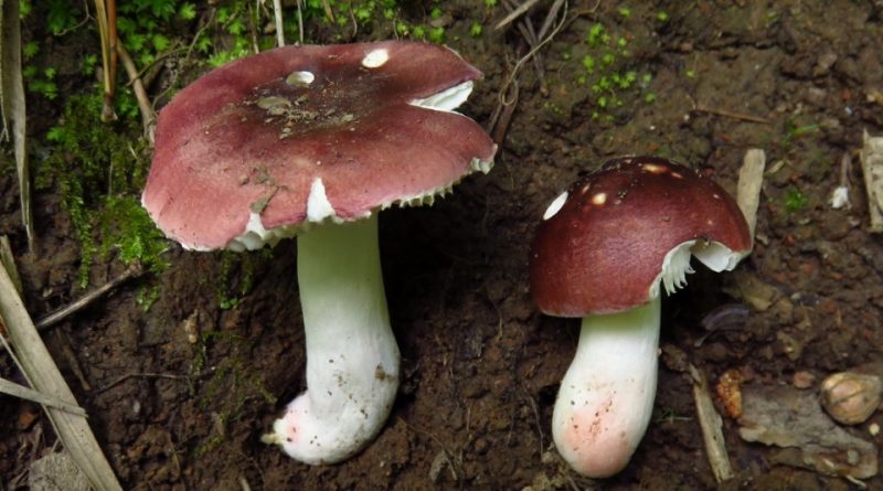 Russula lilacea