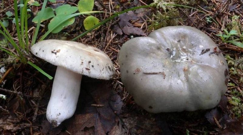 Russula medullata