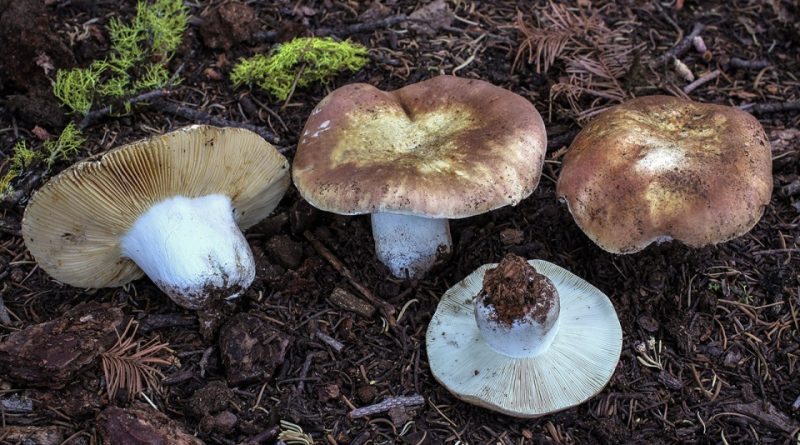 Russula mustelina