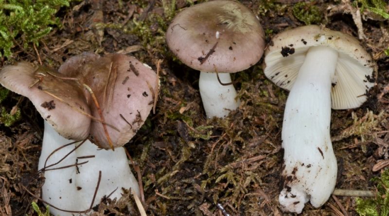 Russula nauseosa