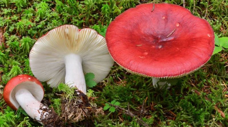 Russula paludosa