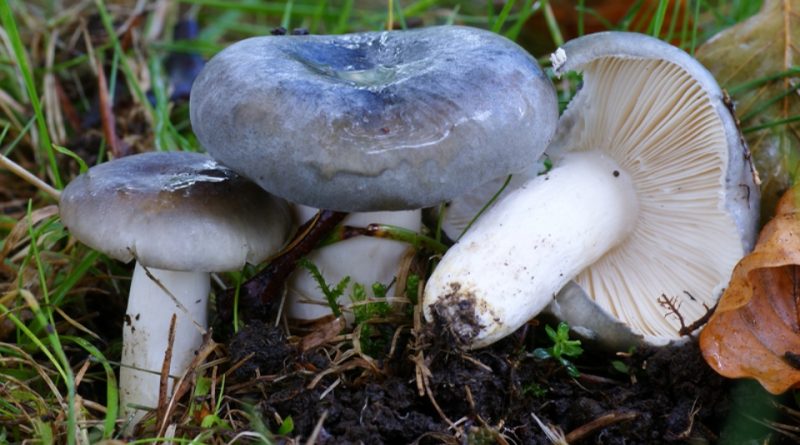 Russula parazurea