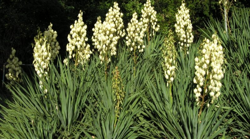 Yucca gloriosa