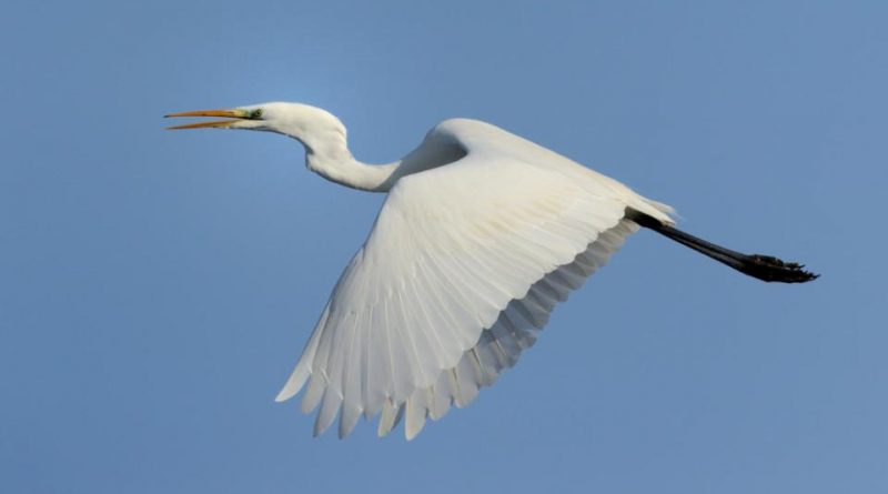 Ardea alba