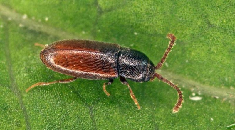 Atomaria linearis