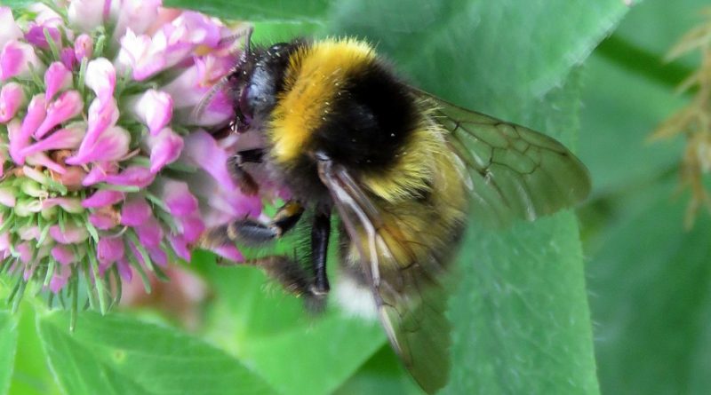 Bombus hortorum