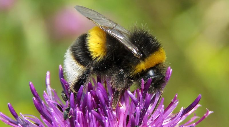 Bombus terrestris