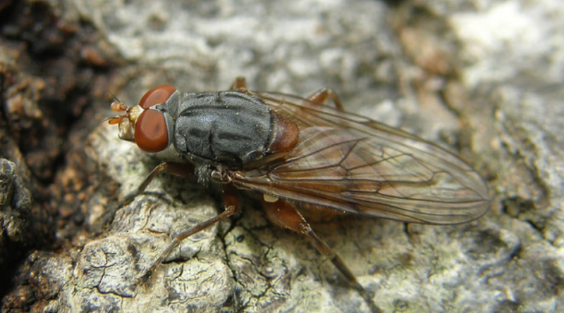 Brachyopa bicolor