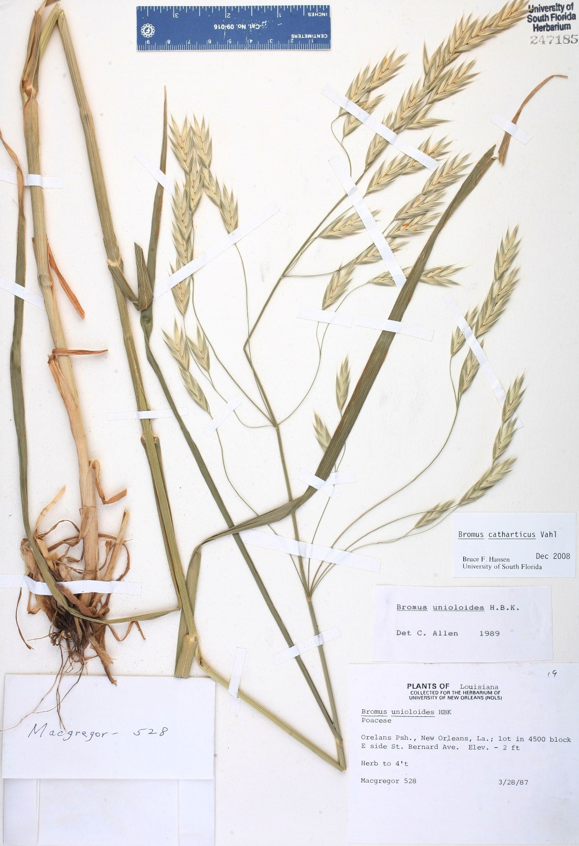 Bromus catharticus: Systematics, Etymology, Habitat, Cultivation