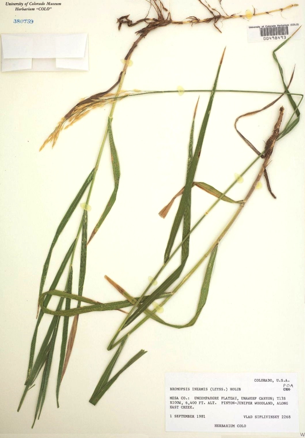 Bromus inermis: Sistematica, Etimologia, Habitat, Coltivazione ...