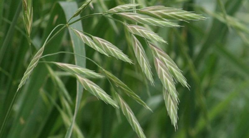 Bromus catharticus