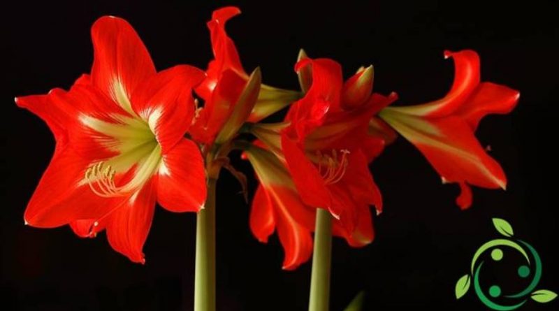 Come coltivare l’Amaryllis