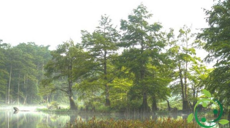 Come coltivare il Cipresso delle paludi