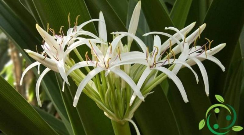 Come coltivare il Crinum