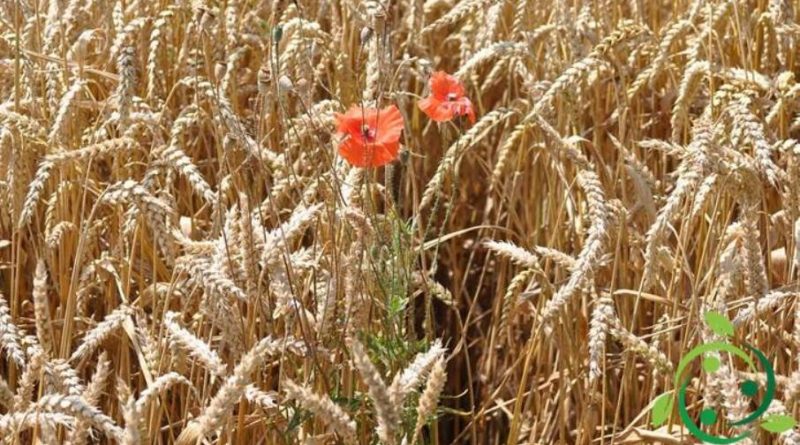 Come coltivare il Frumento in maniera biologica