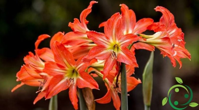 Come coltivare l’Hippeastrum