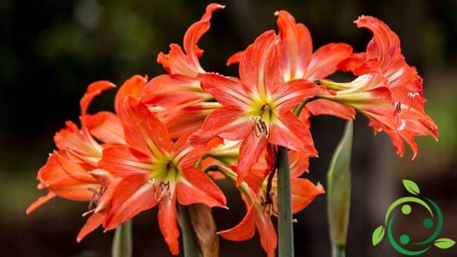How to grow Hippeastrum in the garden, in pots, propagation