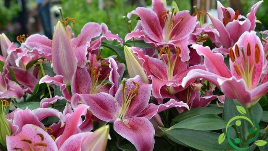 How to grow Lilies multiplication, propagation, substrate