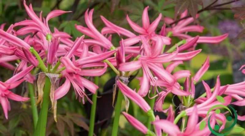 Come coltivare le Nerine