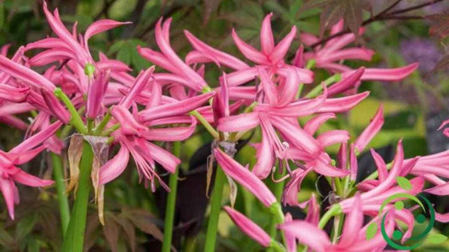 How to grow Nerine in pots, garden, multiplication, fertilizers
