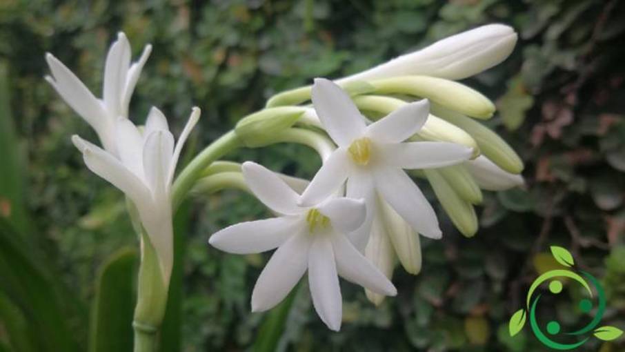 How to grow Polianthes tuberosa in pots, in the ground
