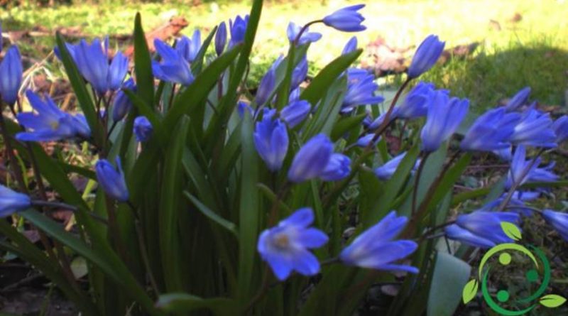 Come coltivare la Scilla siberica