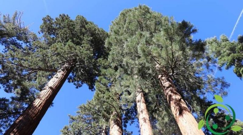 Come coltivare la Sequoia
