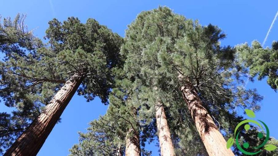 How to grow Sequoia spaces, agronomic technique, climate