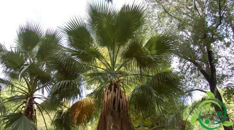 Come coltivare la Washingtonia