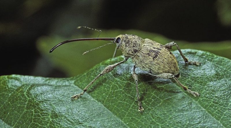 Curculio elephas