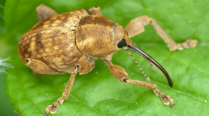 Curculio nucum