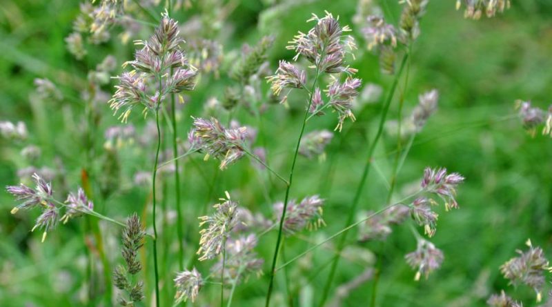 Dactylis glomerata