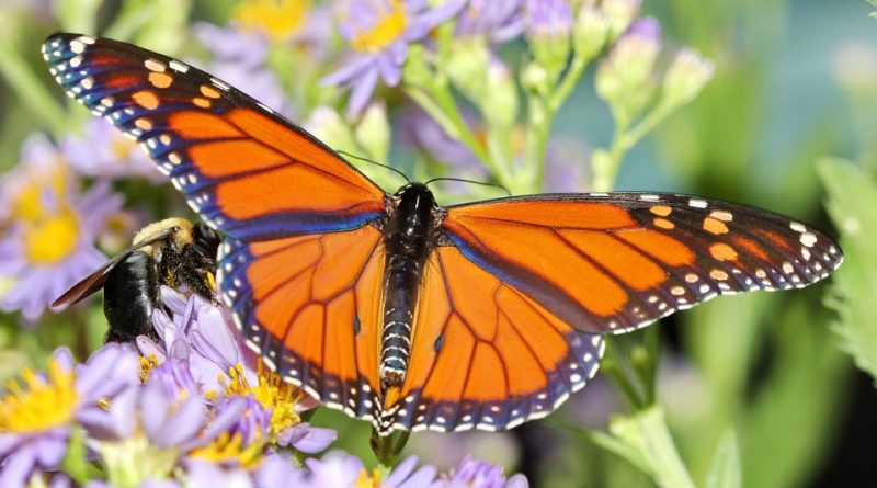 Danaus plexippus