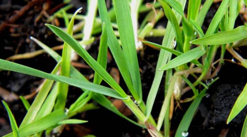 Festuca arundinacea