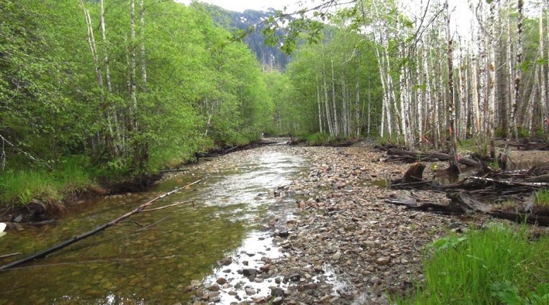 Foresta Nazionale di Tongass