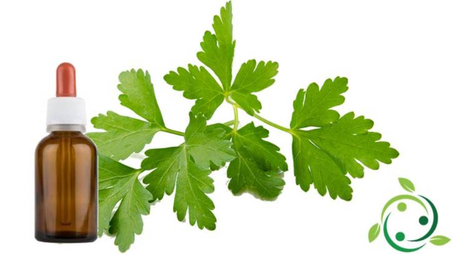 Coriander essential oil properties, uses, contraindications