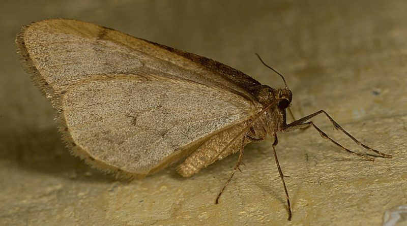 Operophtera brumata