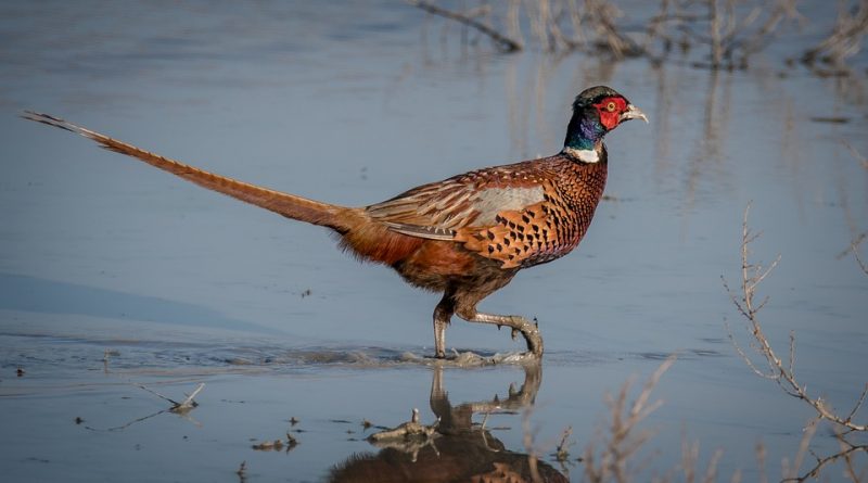 Phasianus colchicus