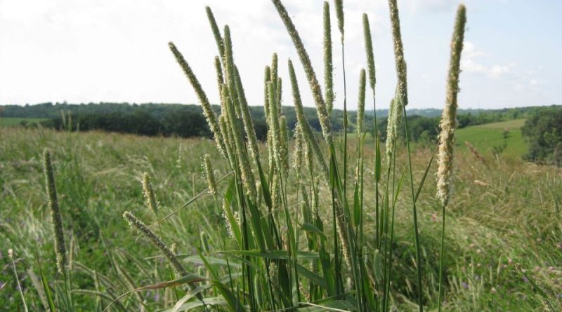 Phleum pratense